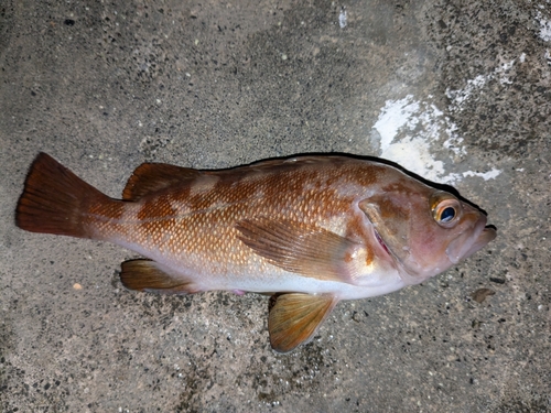 エゾメバルの釣果