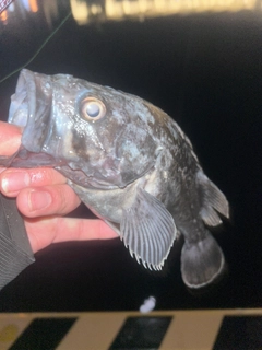 クロソイの釣果