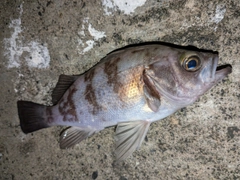 メバルの釣果