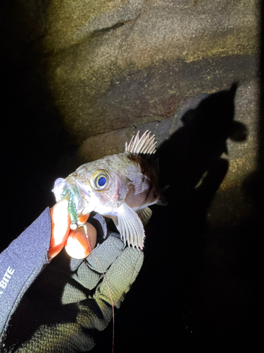 シロメバルの釣果