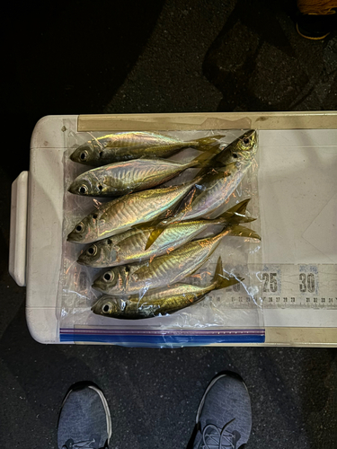 アジの釣果