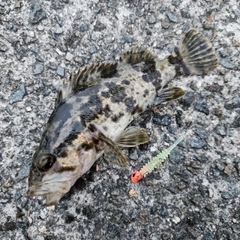 タケノコメバルの釣果