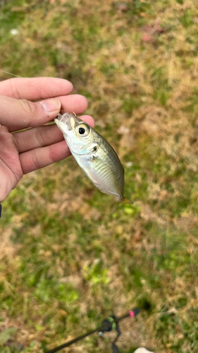 マアジの釣果