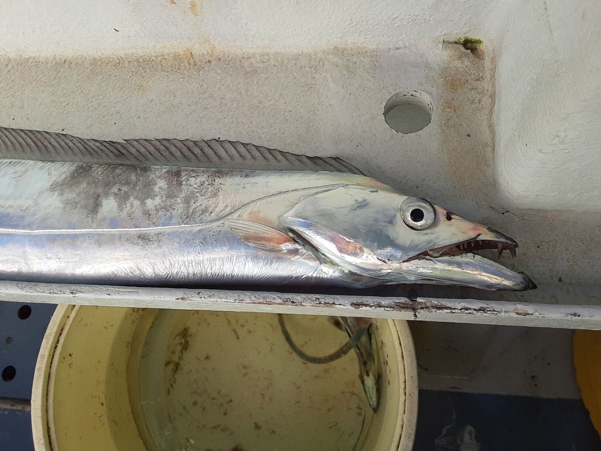 アングラ～たつさんの釣果 2枚目の画像