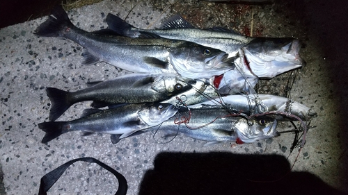 シーバスの釣果