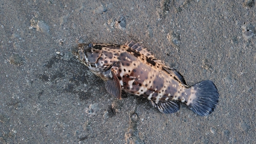 ヤイトハタの釣果