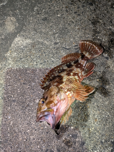 カサゴの釣果