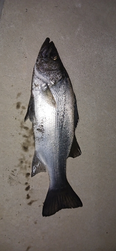 辻堂海浜公園前