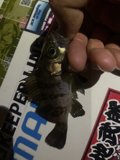 メバルの釣果