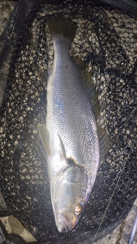 ニベの釣果