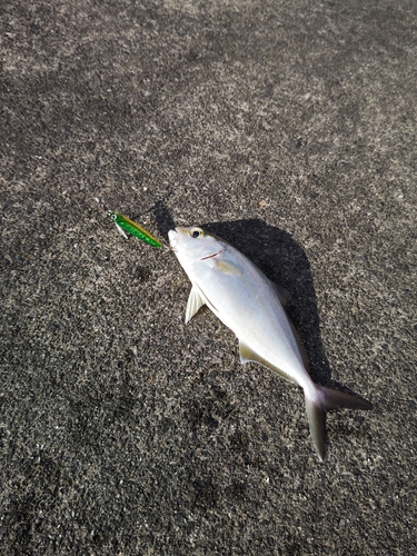 カンパチの釣果