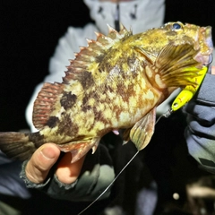 ガシラの釣果