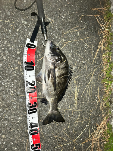 チヌの釣果