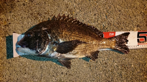 クロダイの釣果