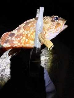 カサゴの釣果