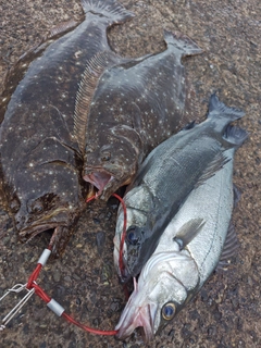 ヒラスズキの釣果