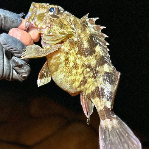 ガシラの釣果