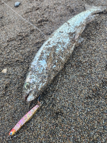 アメマスの釣果