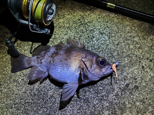 シロメバルの釣果