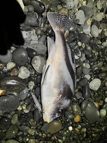 コショウダイの釣果