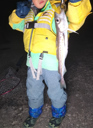 スケトウダラの釣果