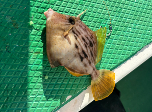 カワハギの釣果