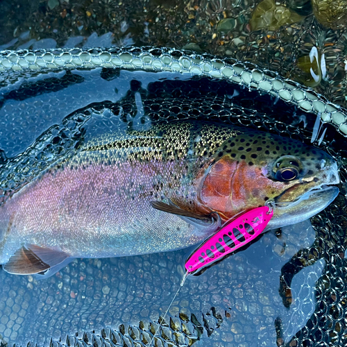 ニジマスの釣果