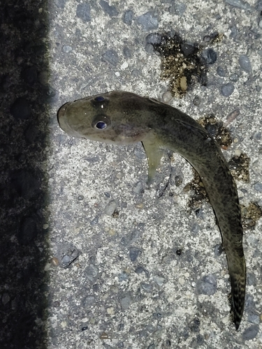 ハゼの釣果