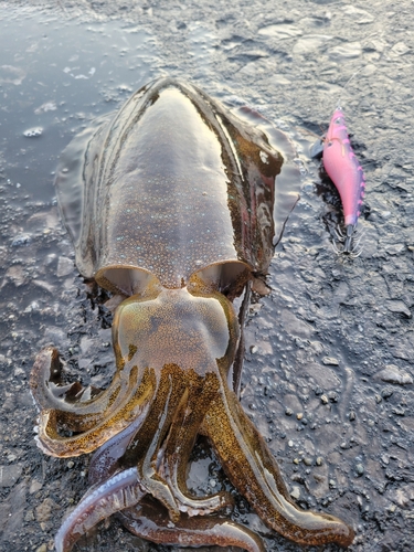 アオリイカの釣果