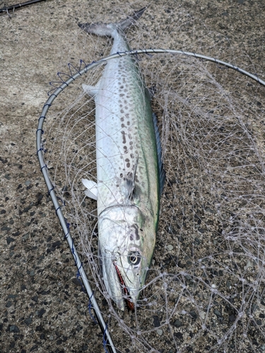 サワラの釣果