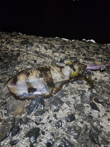 鹿児島湾南部