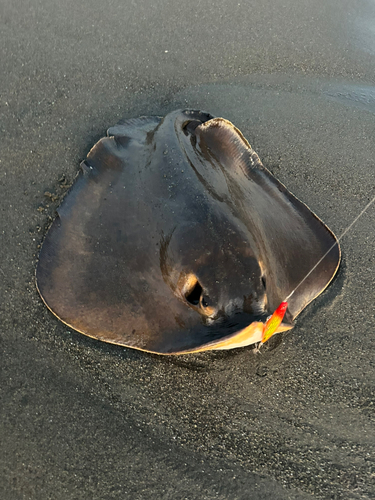 アカエイの釣果