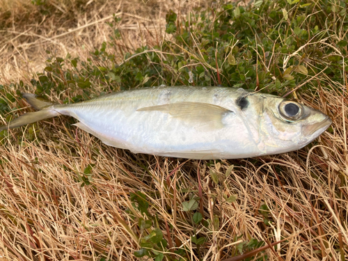 東京湾（アクアライン〜富津）