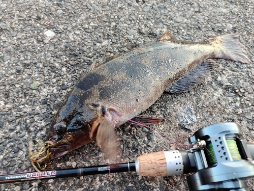 アイナメの釣果