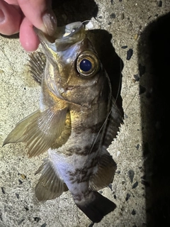 アカメバルの釣果