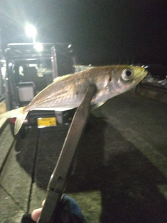 マアジの釣果