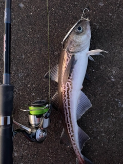 スケトウダラの釣果