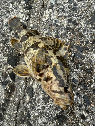 タケノコメバルの釣果