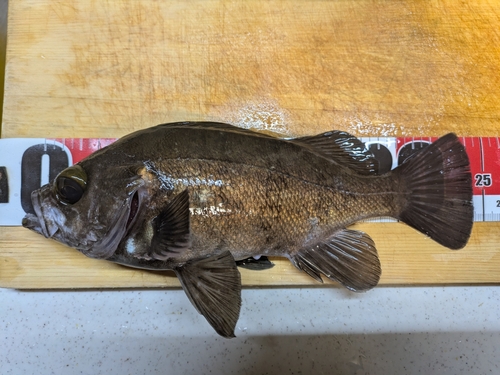 メバルの釣果