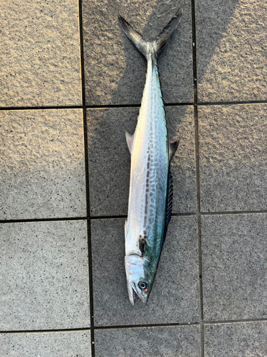 サゴシの釣果