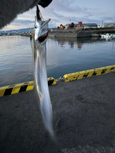 タチウオの釣果