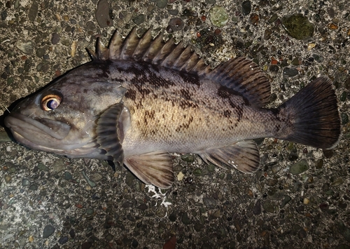 クロソイの釣果