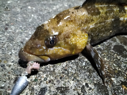 アイナメの釣果