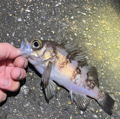 メバルの釣果