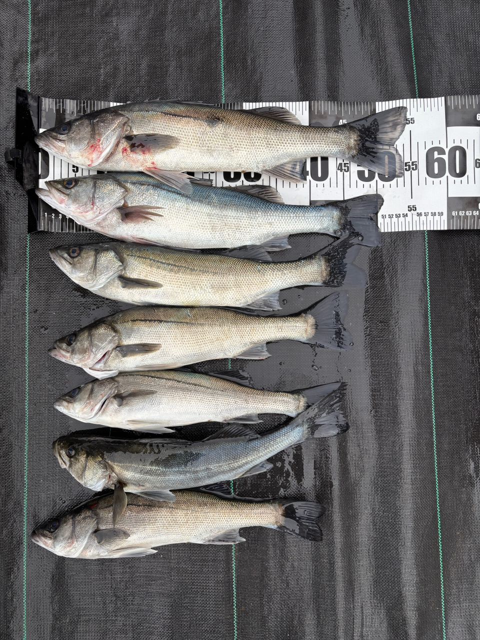 なおきんぬさんの釣果 2枚目の画像