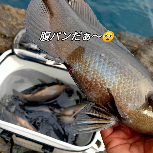 グレの釣果