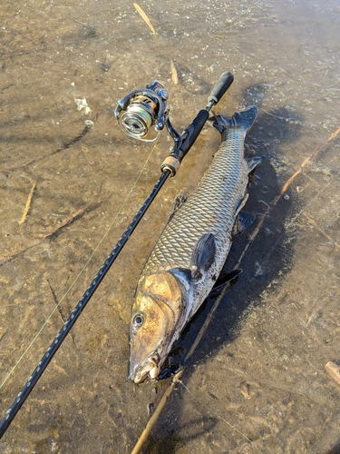 ニゴイの釣果