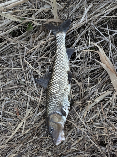 ニゴイの釣果