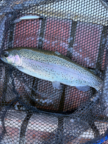 ニジマスの釣果