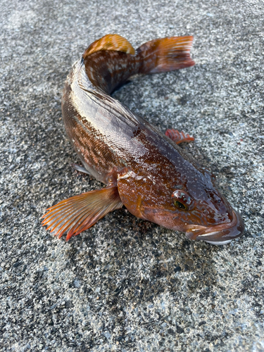 アイナメの釣果